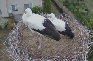 Obraz podglądu z kamery internetowej storks Molendy